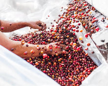 Load image into Gallery viewer, CHINA BLACK SHEEP DOUBLE ANAEROBIC NATURAL