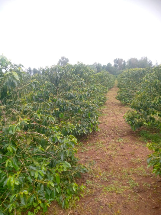 KENYA TAI AGRIC ESTATE