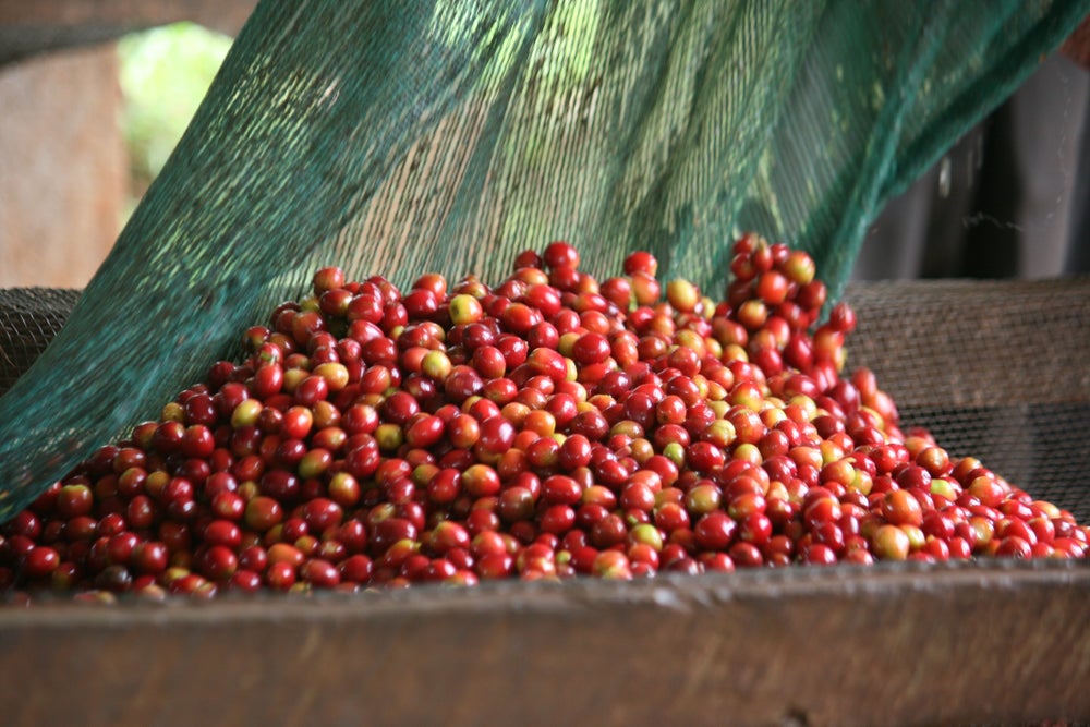 BURUNDI GISHA YEAST INTENSO NATURAL