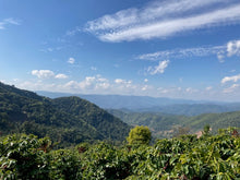 Load image into Gallery viewer, CHINA BLACK SHEEP DOUBLE ANAEROBIC NATURAL