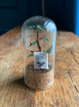 Load image into Gallery viewer, Coffee Shrub Curio