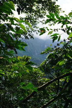 Load image into Gallery viewer, MEXICO CAFEOLOGIA NELSON JIMENEZ