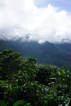 Load image into Gallery viewer, MEXICO CAFEOLOGIA NELSON JIMENEZ