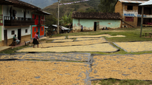 Load image into Gallery viewer, DECAF PERU ORGANIC AMAZONAS SWP