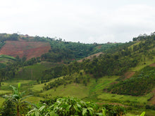 Load image into Gallery viewer, UGANDA NYABUBARE ORO YEAST