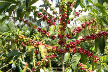 Load image into Gallery viewer, COSTA RICA AQUIARES GRAND PEABERRY
