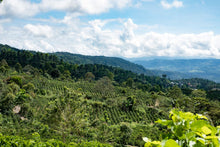 Load image into Gallery viewer, COSTA RICA AQUIARES GRAND PEABERRY
