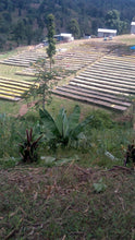 Load image into Gallery viewer, ETHIOPIA URAGA NEJA FADIL WASHED, WEIGHT DRYING EXPERIMENT
