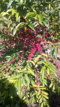 Load image into Gallery viewer, ETHIOPIA URAGA NEJA FADIL WASHED, WEIGHT DRYING EXPERIMENT
