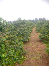 Load image into Gallery viewer, KENYA TAI AGRIC ESTATE
