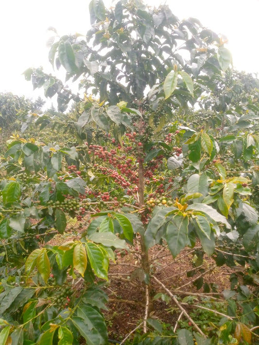 KENYA TAI AGRIC ESTATE