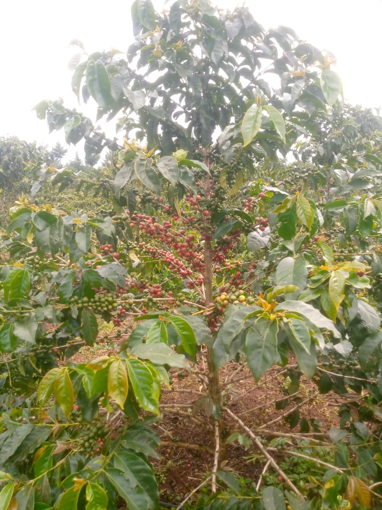 KENYA TAI AGRIC ESTATE