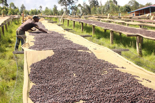 BURUNDI GISHA YEAST INTENSO NATURAL