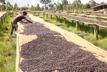 Load image into Gallery viewer, BURUNDI GISHA YEAST INTENSO NATURAL

