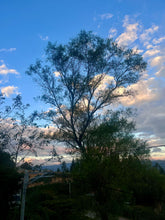 Load image into Gallery viewer, PERU ORGANIC EMERITA CORONEL DELGADO
