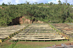 BURUNDI KIBINGO INTENSO WASHED