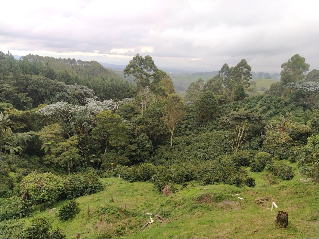 COLOMBIA LAS NUBES WUSH WUSH NATURAL