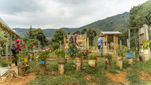 Load image into Gallery viewer, COLOMBIA LA SIERRA ANAEROBIC HONEY
