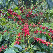 Load image into Gallery viewer, COLOMBIA RAQUEL LASSO COSMIC GESHA
