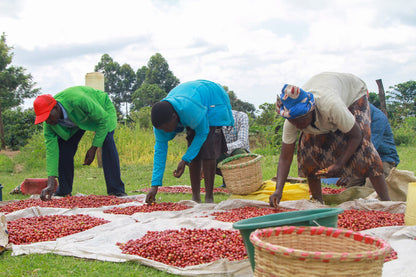 KENYA CHEPSANGOR HILLS ESTATE SACCHAROMYCES FERMENTATION
