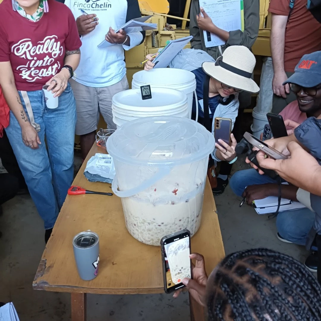 KENYA CHEPSANGOR HILLS ESTATE SACCHAROMYCES FERMENTATION
