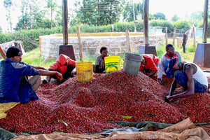 KENYA THUNGURI COOP