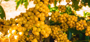 BRAZIL COOPADAP ESTACAO EXPERIMENTAL MICROLOT