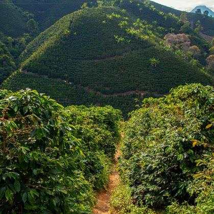 DECAF COLOMBIA VALLE DEL CAUCA