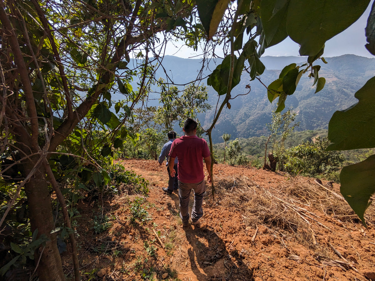 MEXICO ORGANIC SAN ISIDRO LOQUIAPAM
