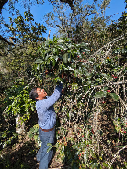 MEXICO ORGANIC SAN ISIDRO LOQUIAPAM