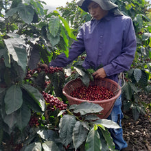 Load image into Gallery viewer, GUATEMALA TINAMIT COOP
