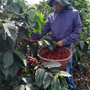 GUATEMALA TINAMIT COOP