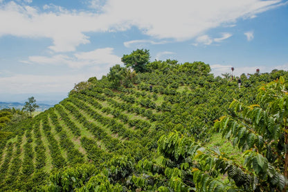 COLOMBIA PINK BOURBON BANANA