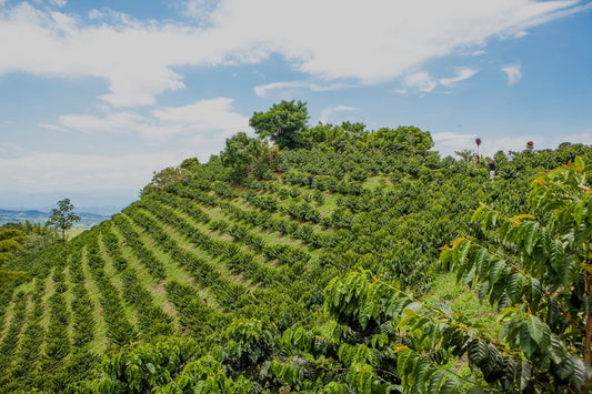 COLOMBIA PINK BOURBON BANANA