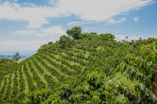 Load image into Gallery viewer, COLOMBIA PINK BOURBON BANANA
