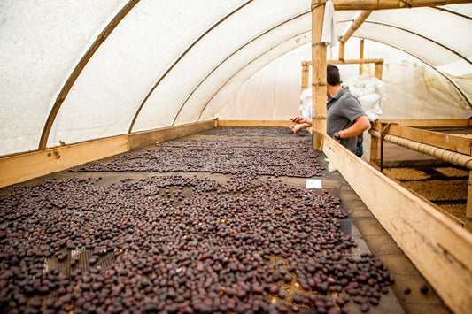 COLOMBIA PINK BOURBON BANANA